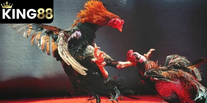 Mang lại cảm giác chân thực cho các cược thủ