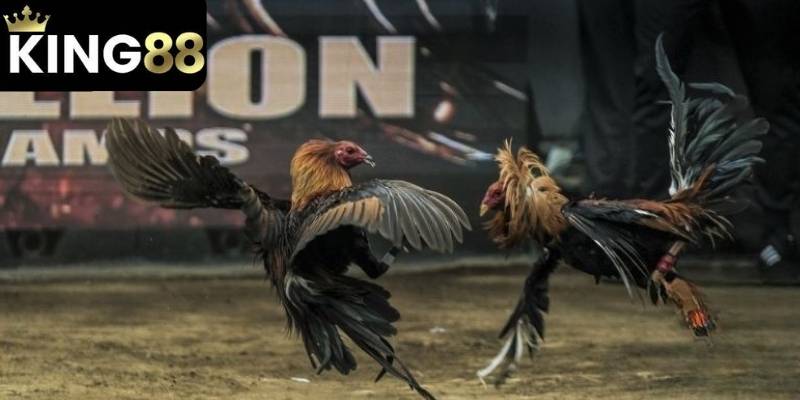 Cược theo hiệp luôn nằm trong top đầu tại đá gà KING88